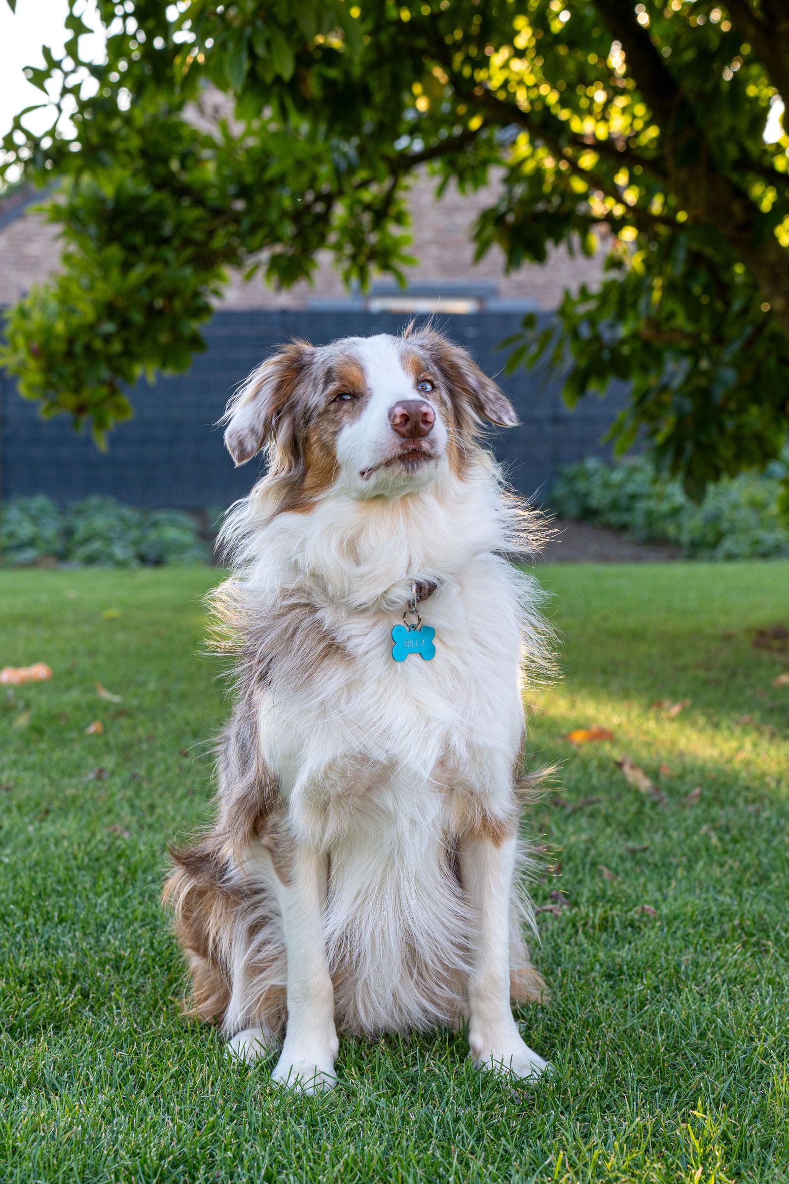 Australian shepherd på en äng
