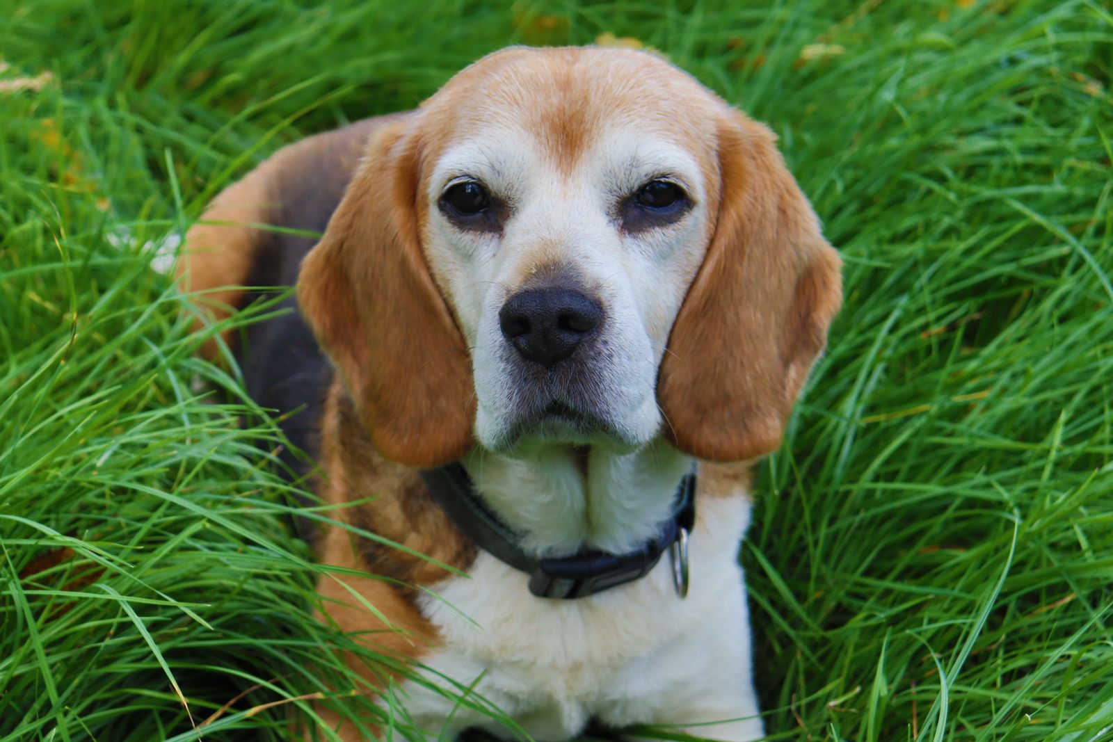 Beagle utomhus