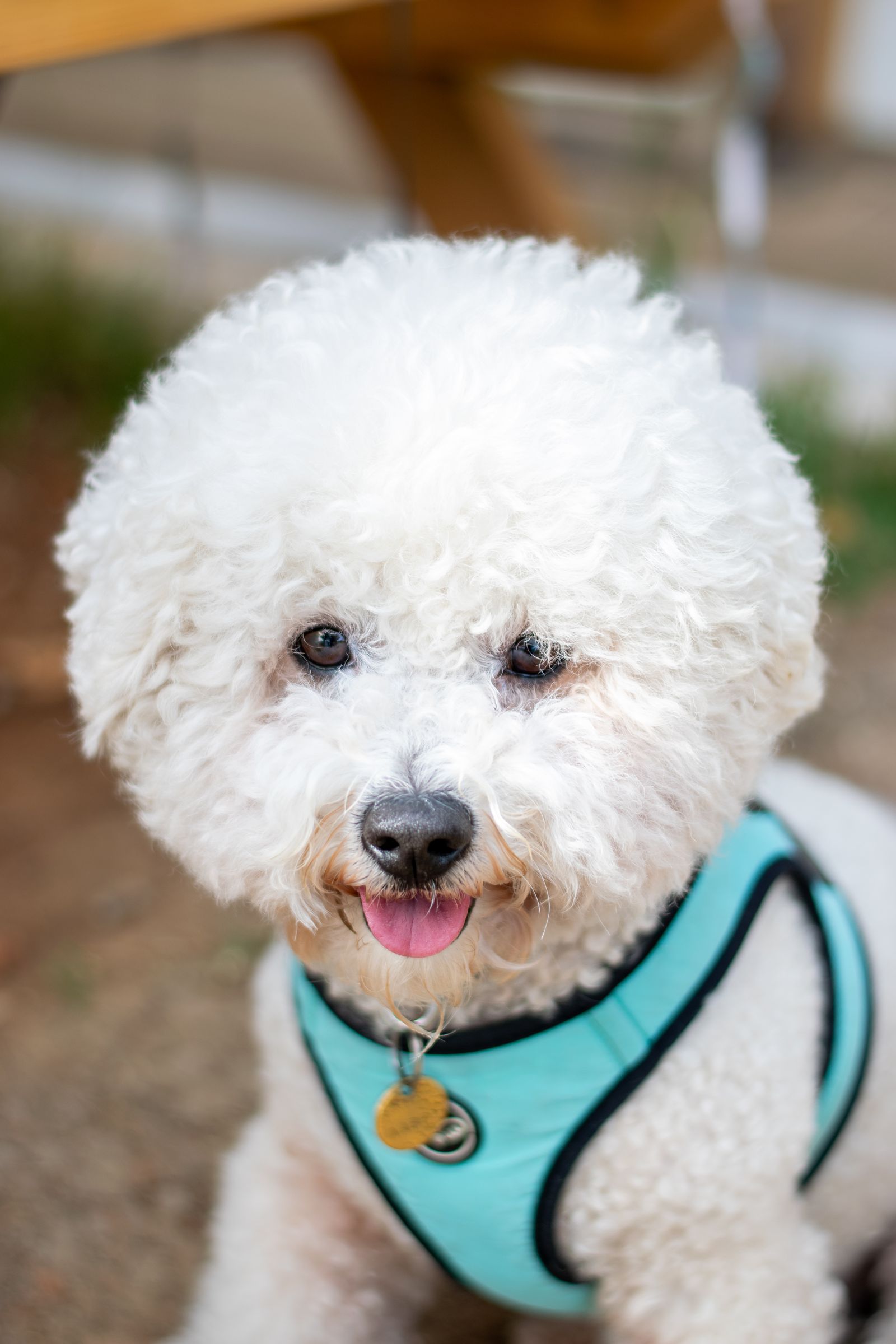 Bichon frisé