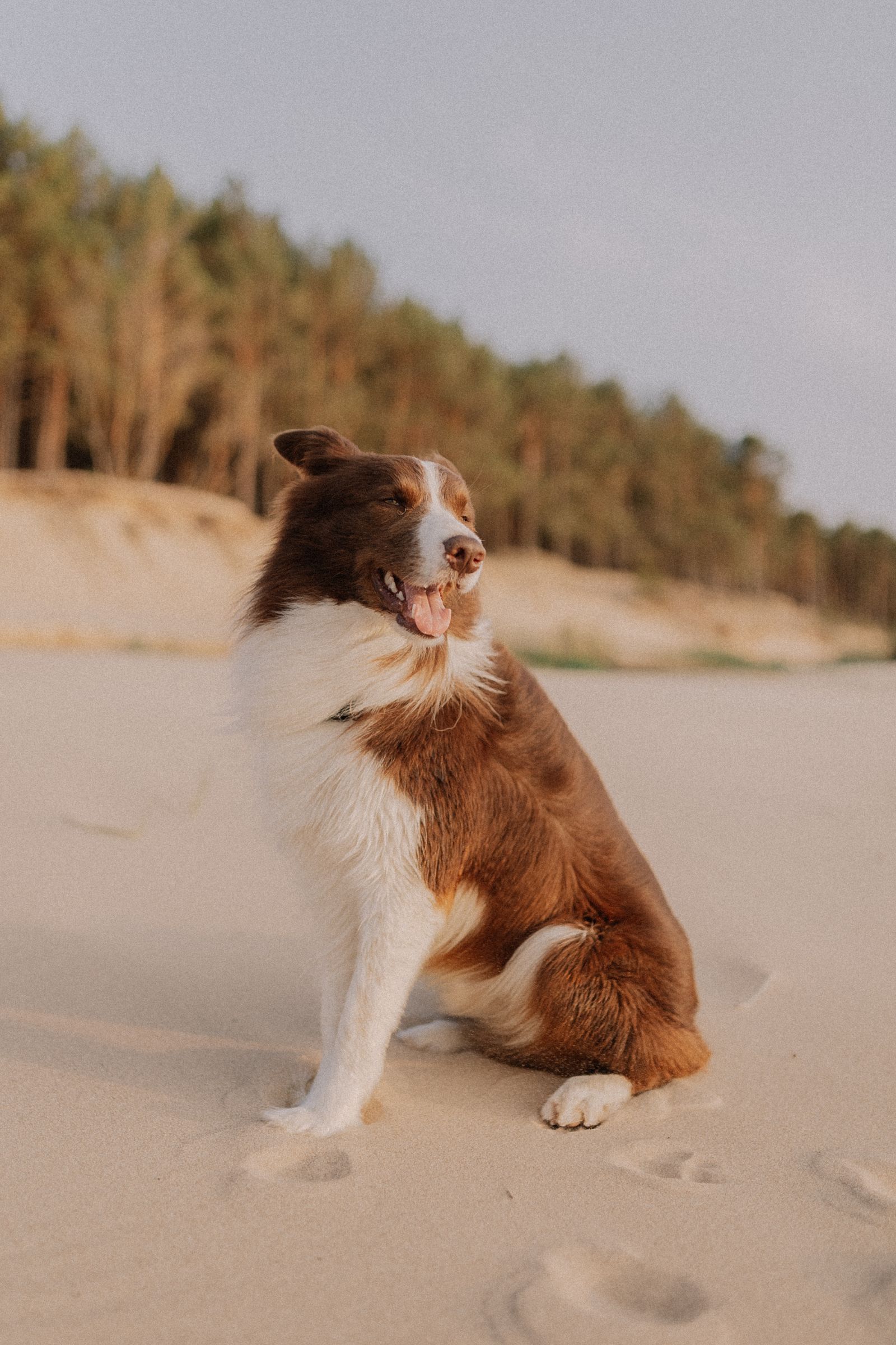 Border collie på en äng