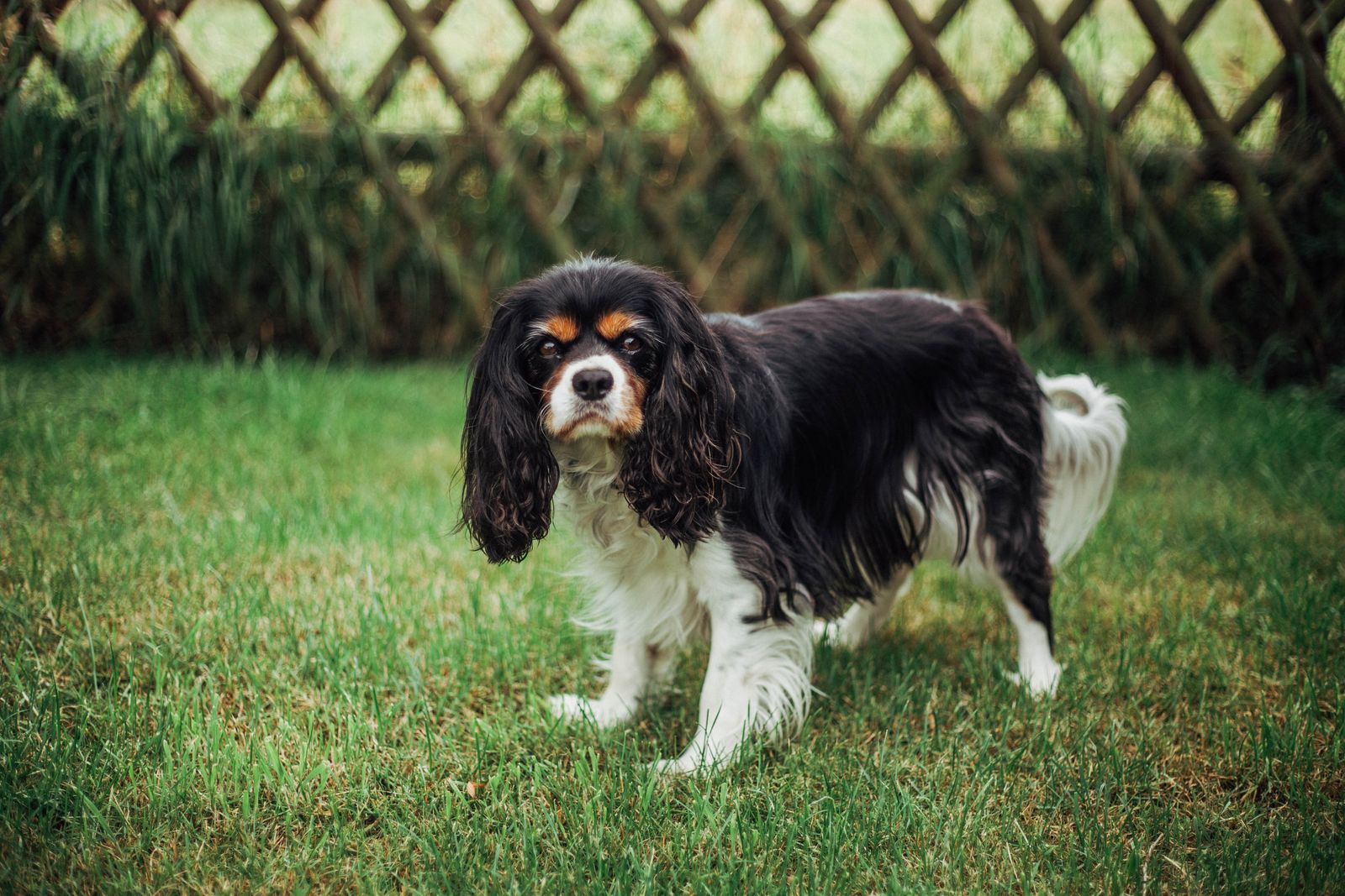 Cavalier king charles spaniel
