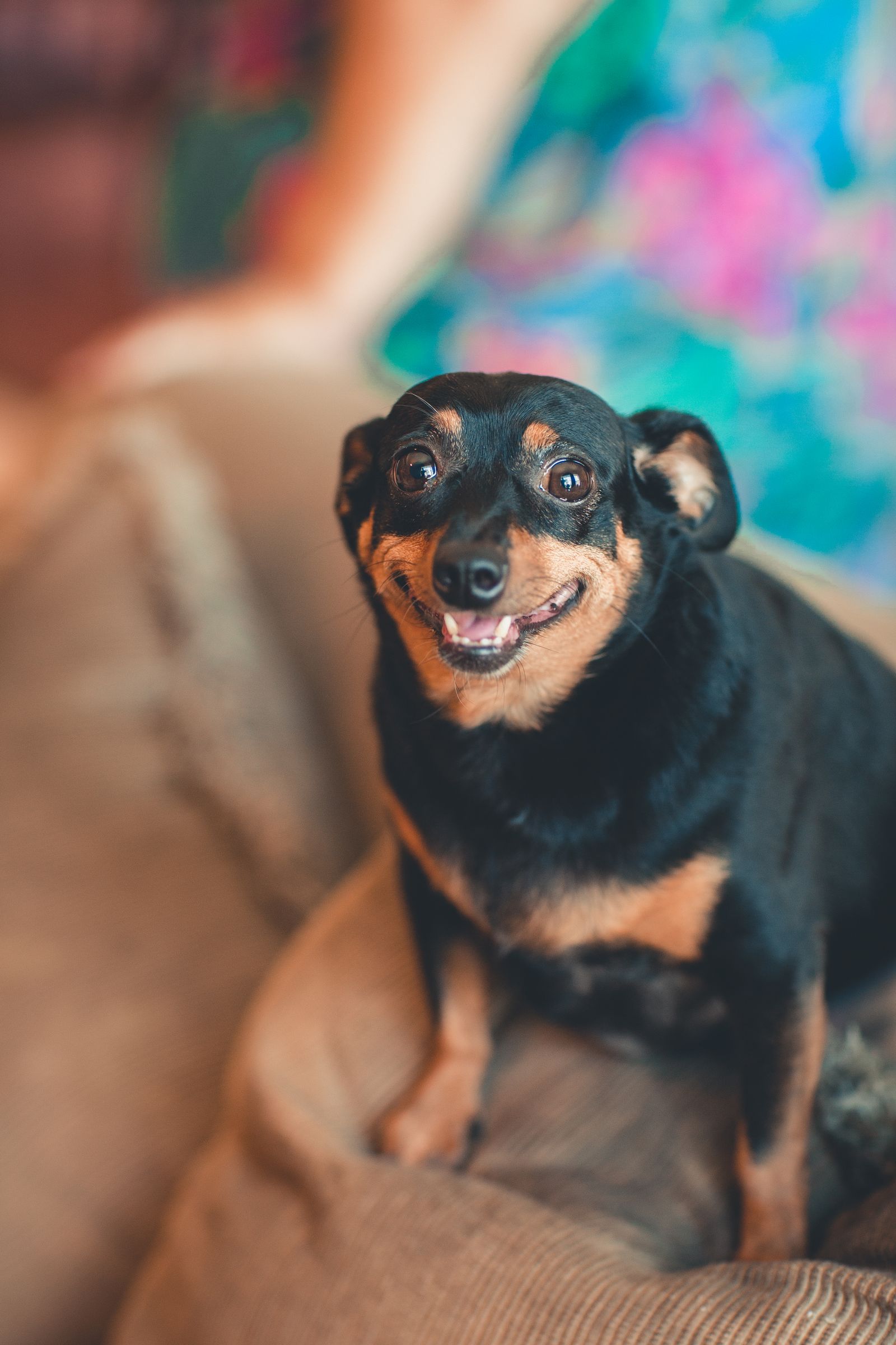Chihuahua som tittar in i kameran
