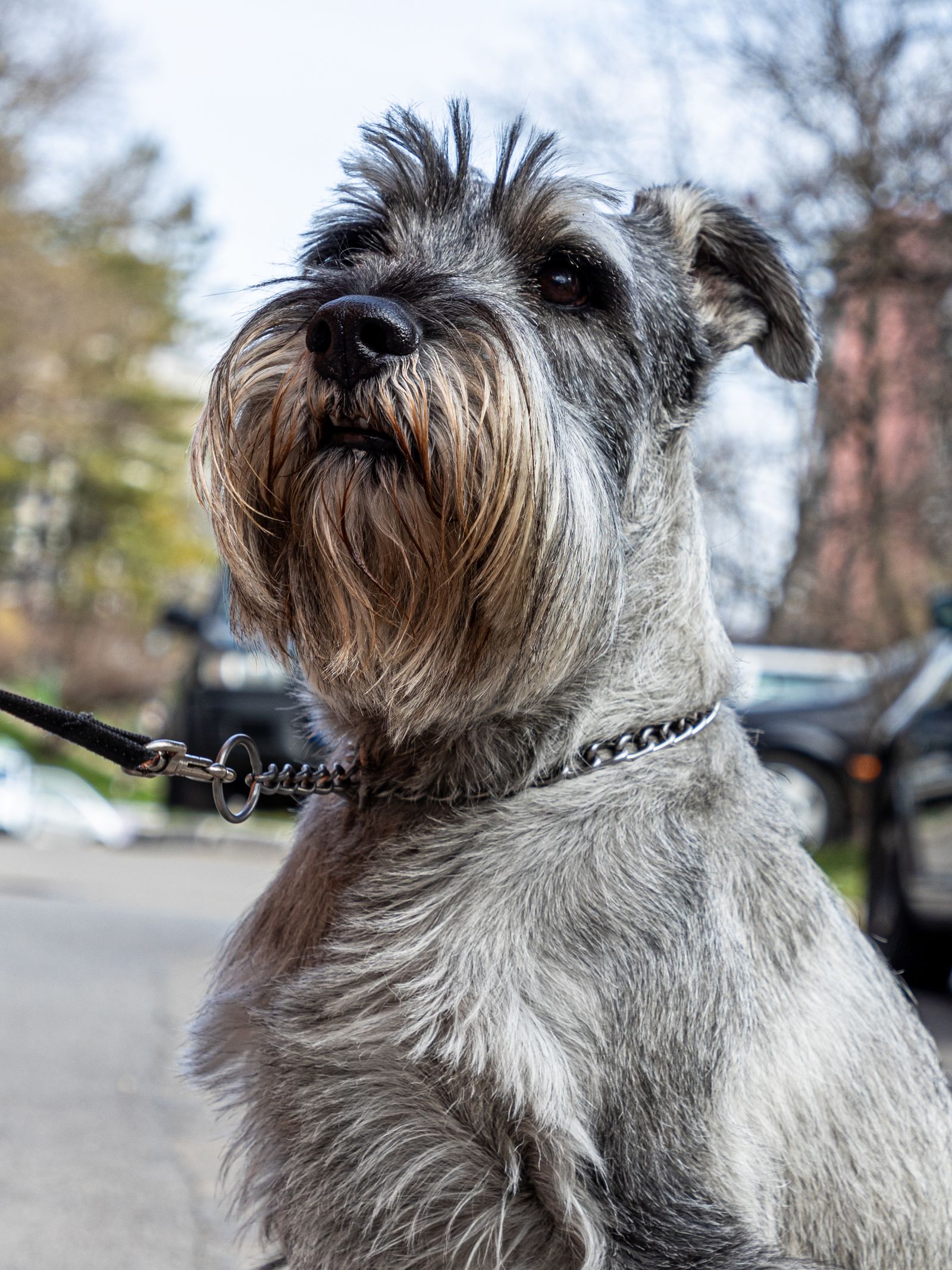 Dvärgschnauzer