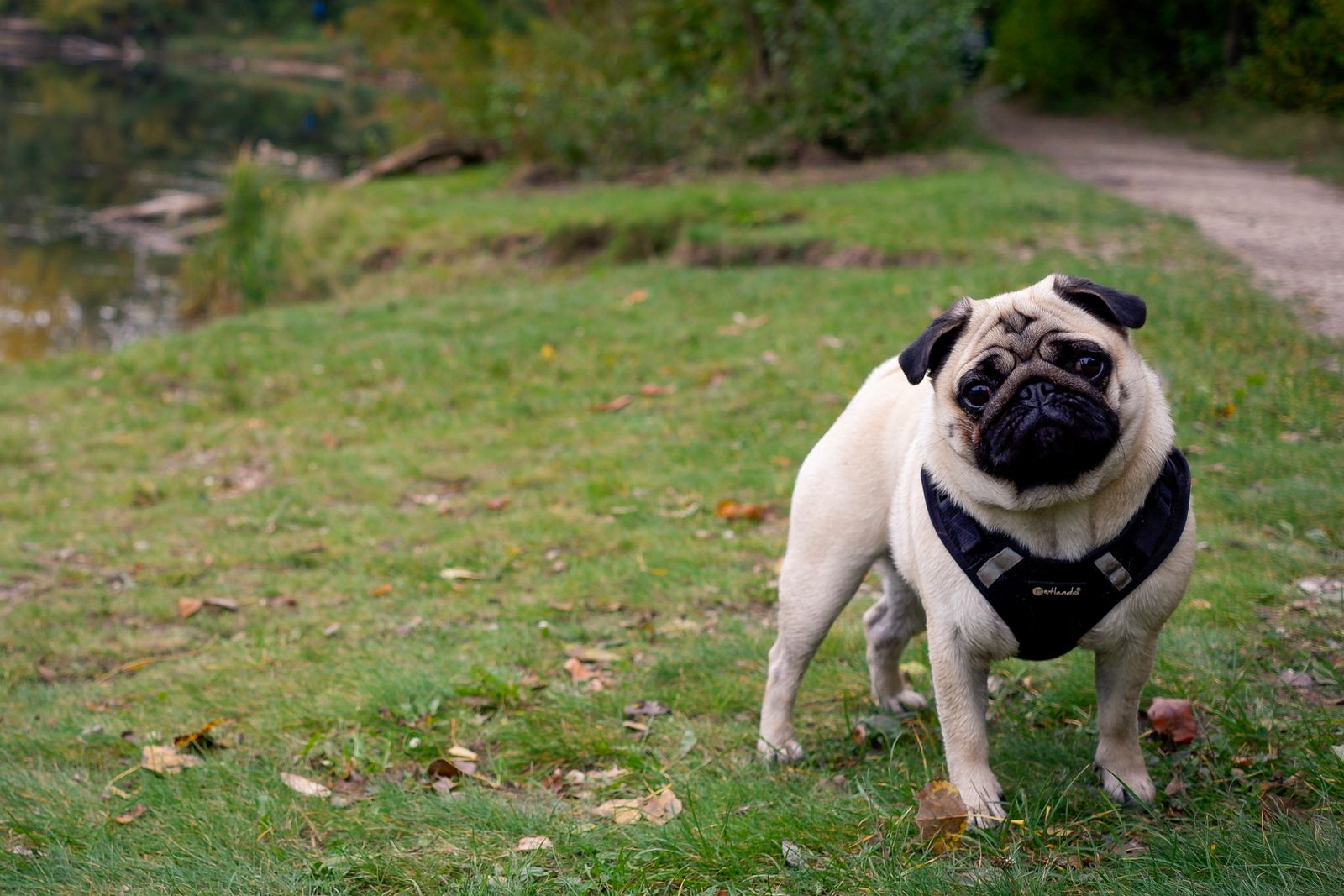 Mops som tittar upp mot kameran