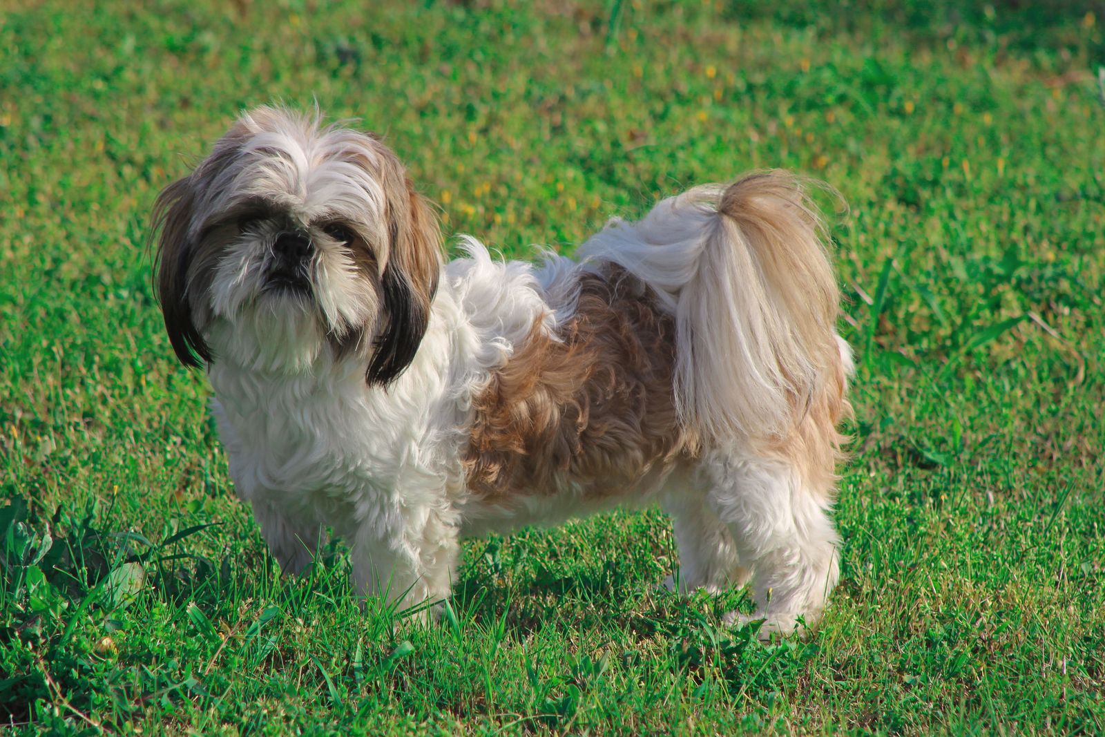 Shih tzu-hund
