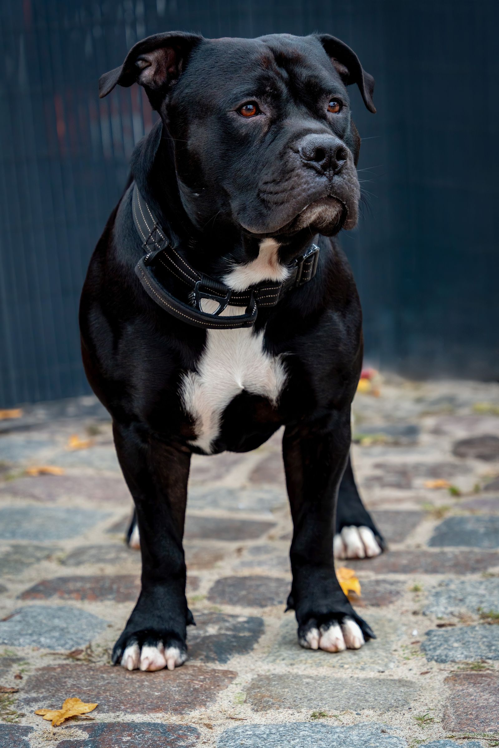 Staffordshire bullterrier utomhus