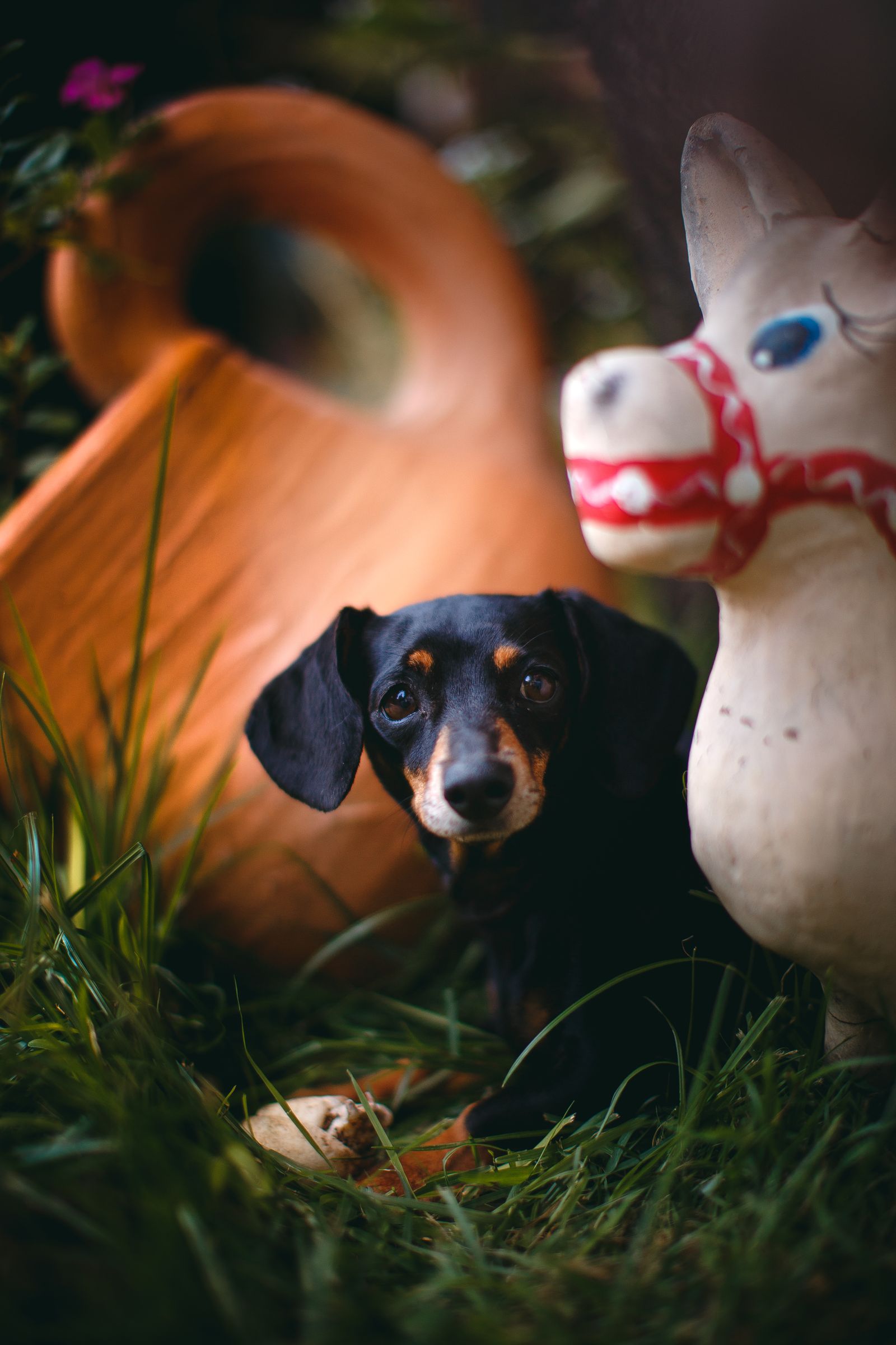 Tax (dachshund) i profil