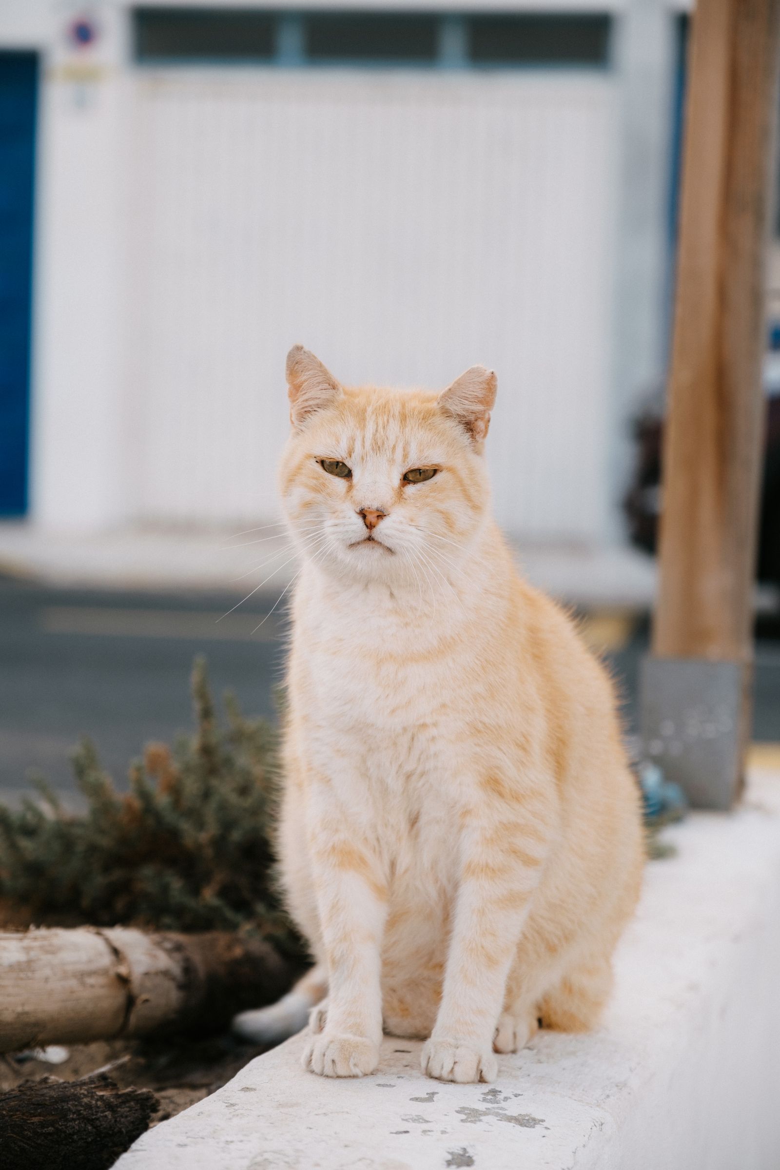 Vuxen katt utomhus