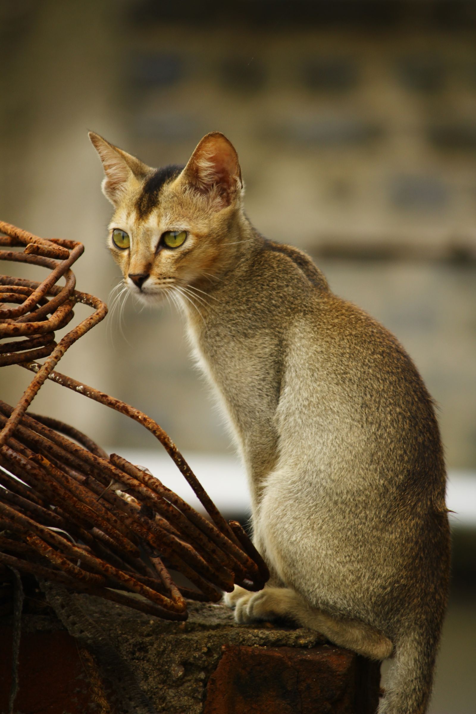 Abessinierkatt