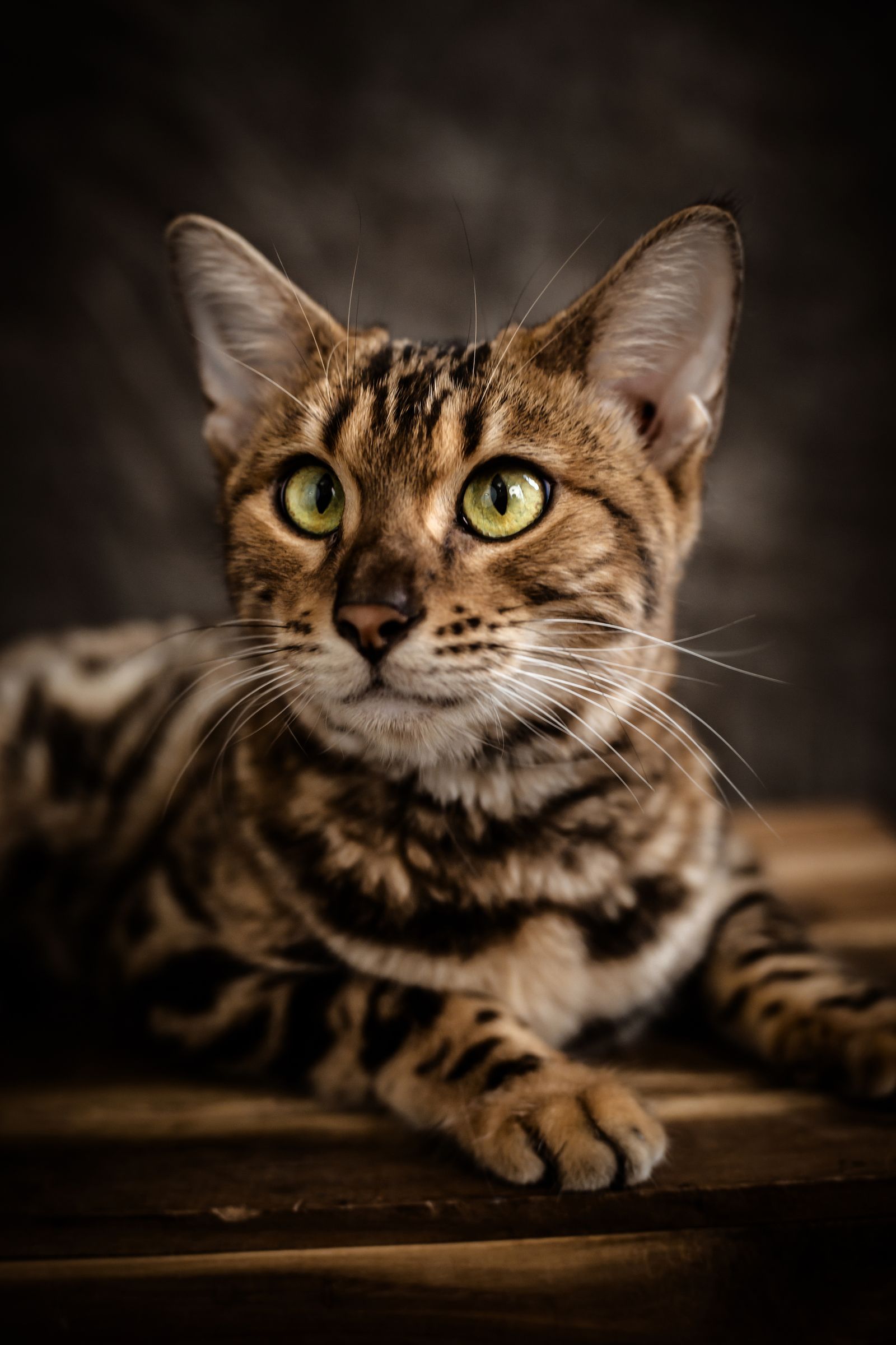 Bengalkatt