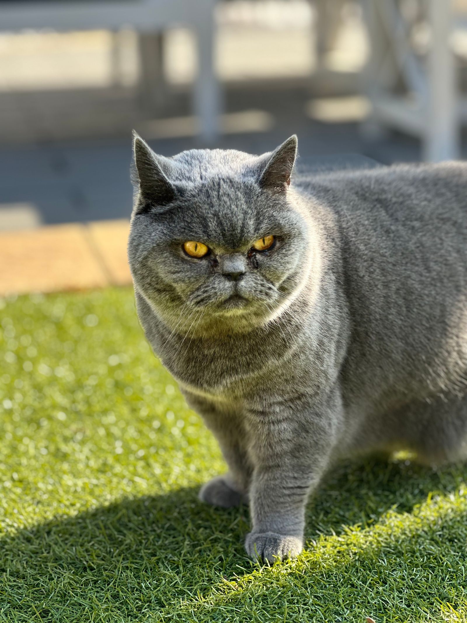 Brittiskt korthår-katt