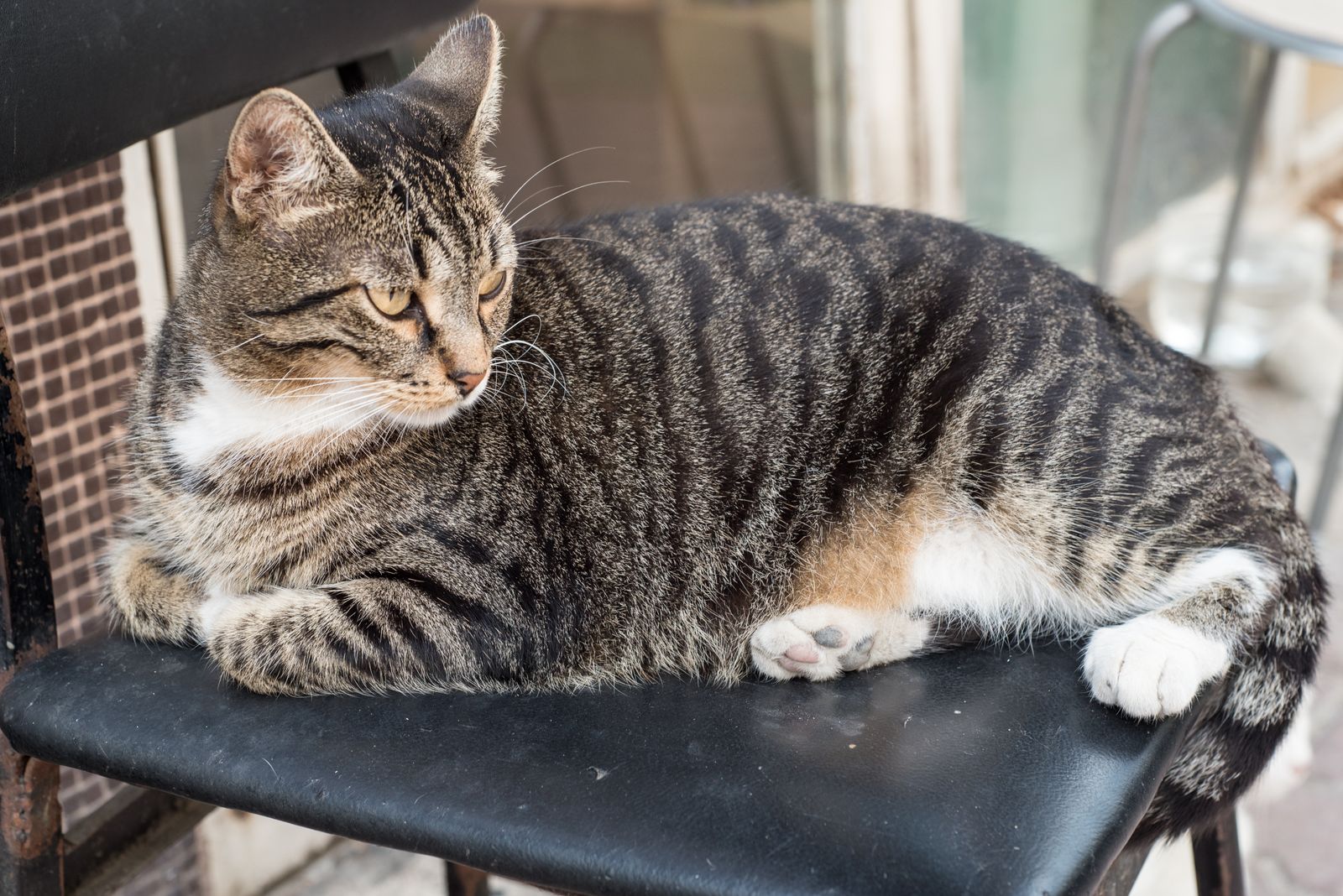 Europeisk korthår-katt