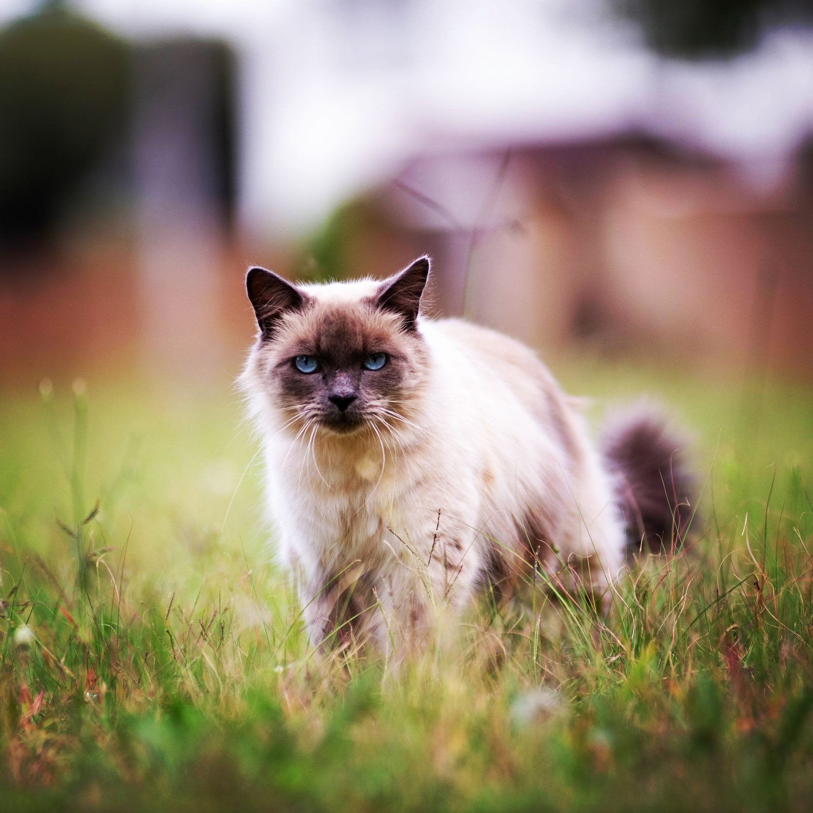 Helig birma-katt