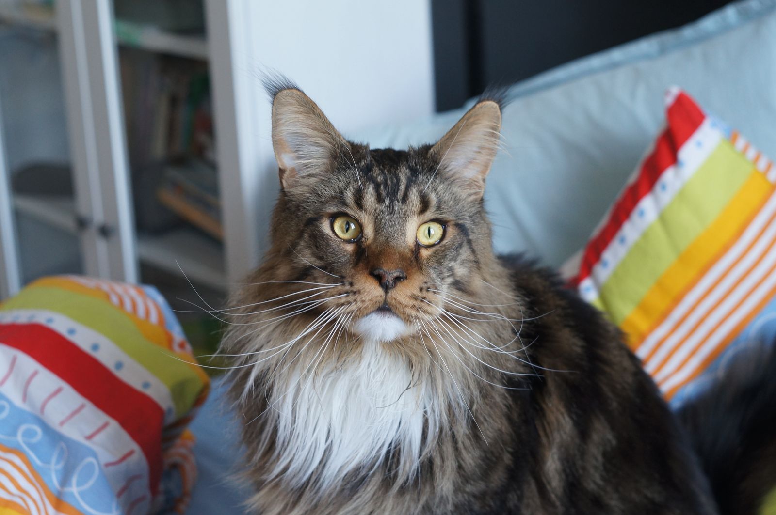 Maine coon-katt