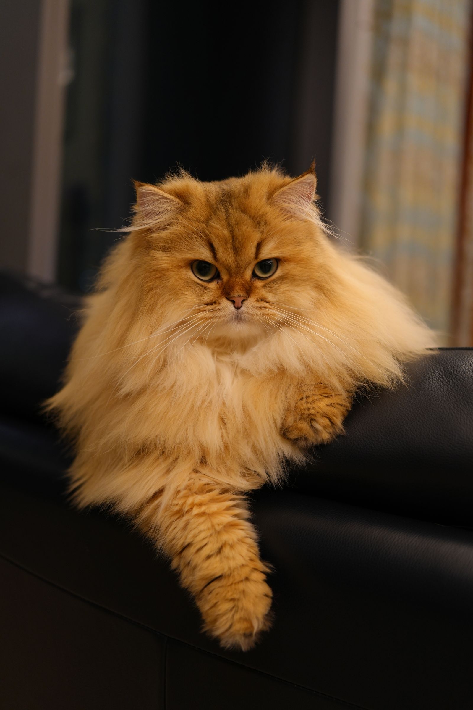 Perserkatt