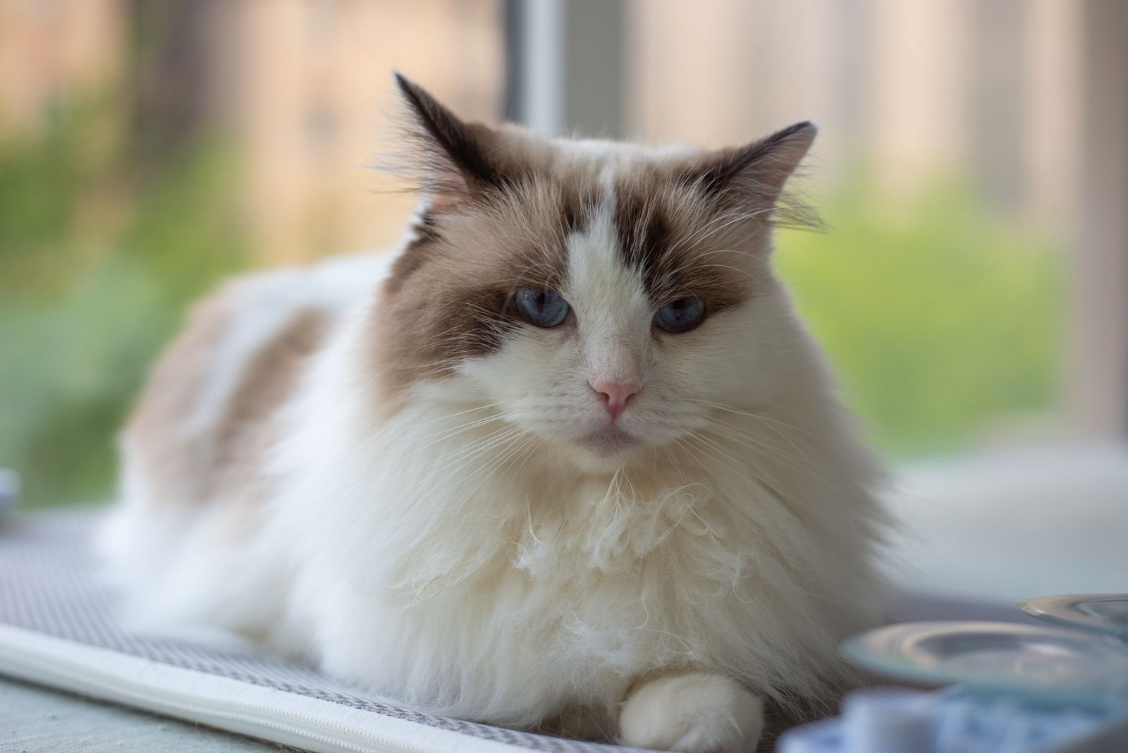 Ragamuffin-katt