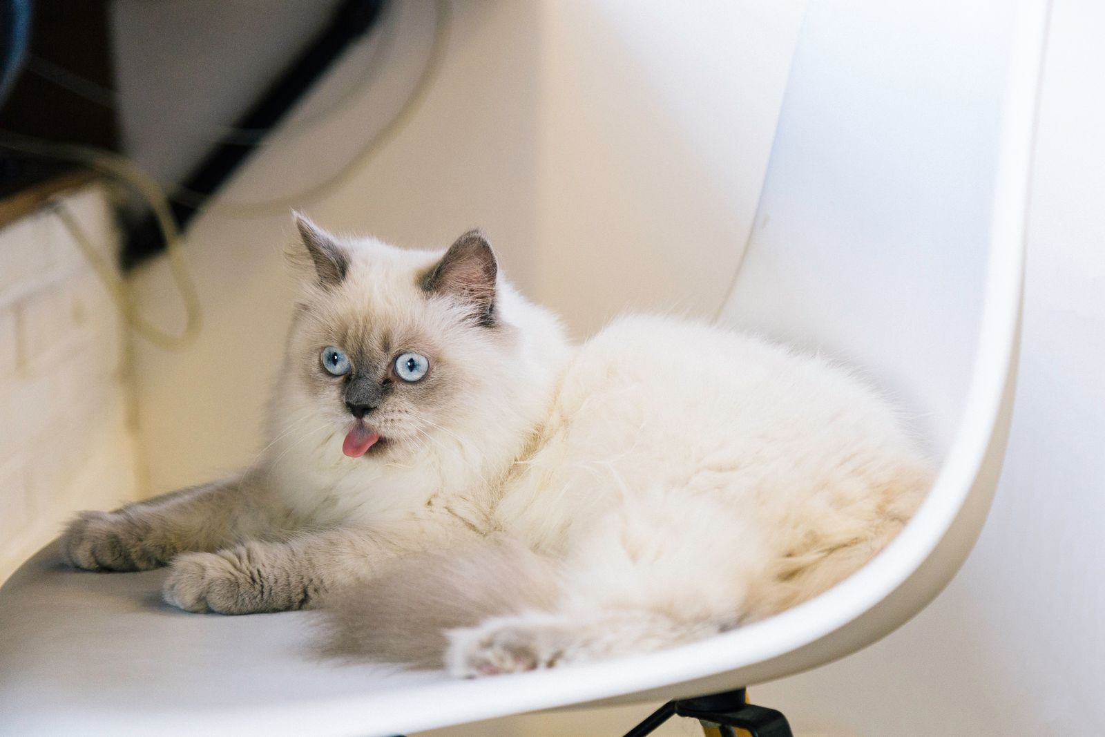 Ragdoll-katt