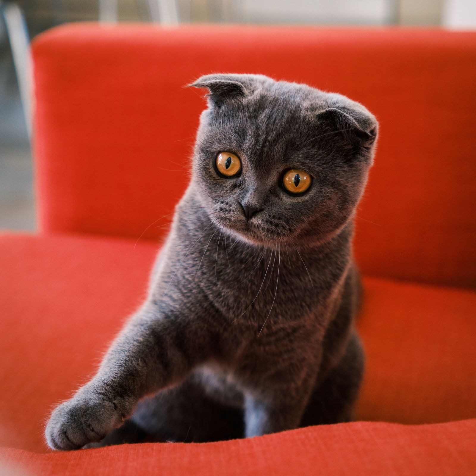 Scottish fold-katt med vikta öron