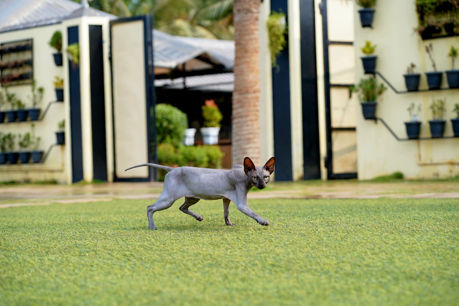 Sphynx-katt (naken)