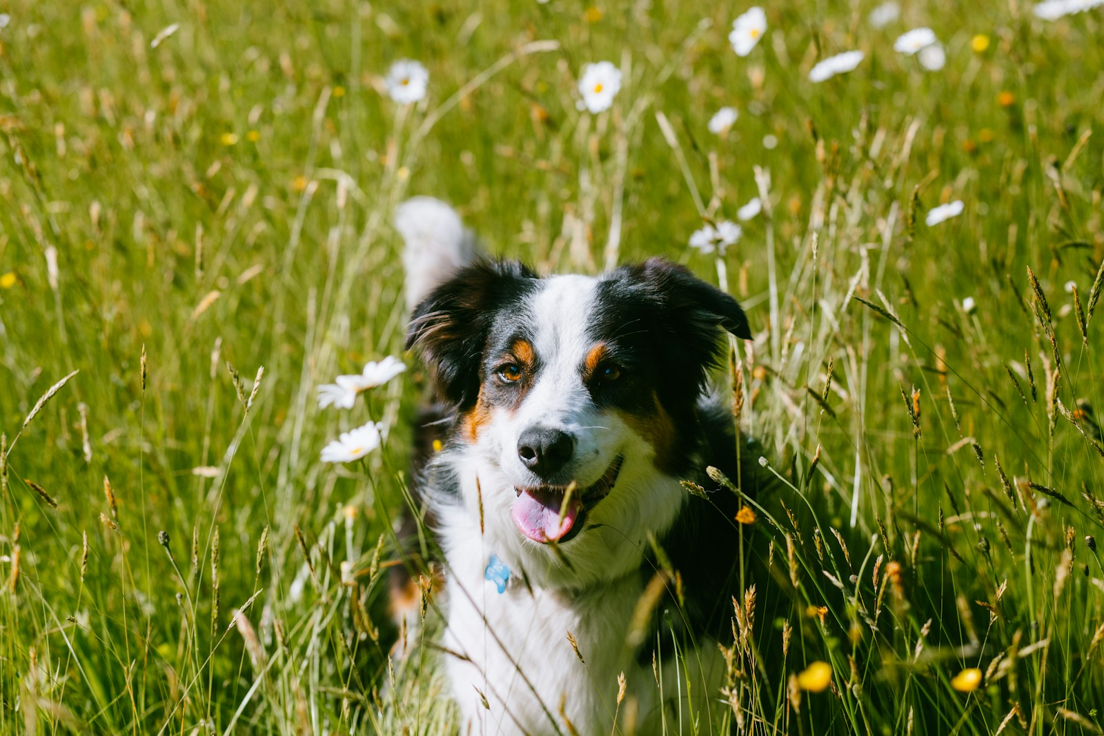 Glad hund i högt gräs